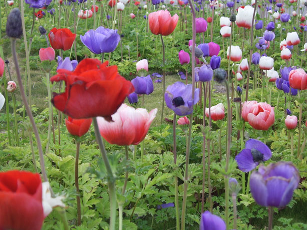 poppy-flower-field